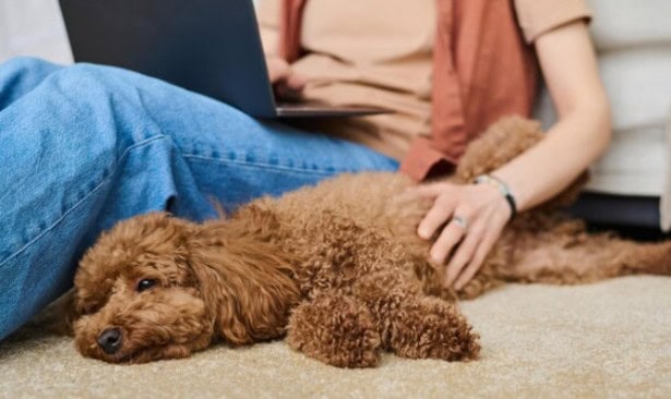 Carpet cleaning safe for pets