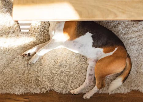 How often to clean carpets with pets 